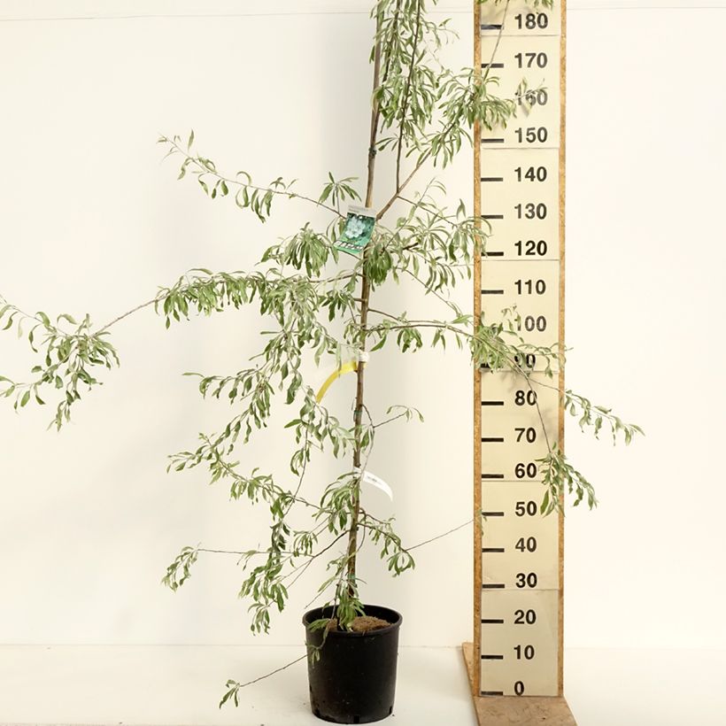 Pero a foglie di salice Pendula Vaso da 12L/15L esemplare consegnato in primavera