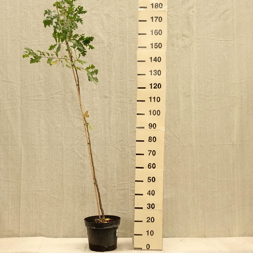 Spécimen de Quercus cerris - Chêne chevelu ou Chêne lombard Pot de 7,5L/10L tel que livré en automne