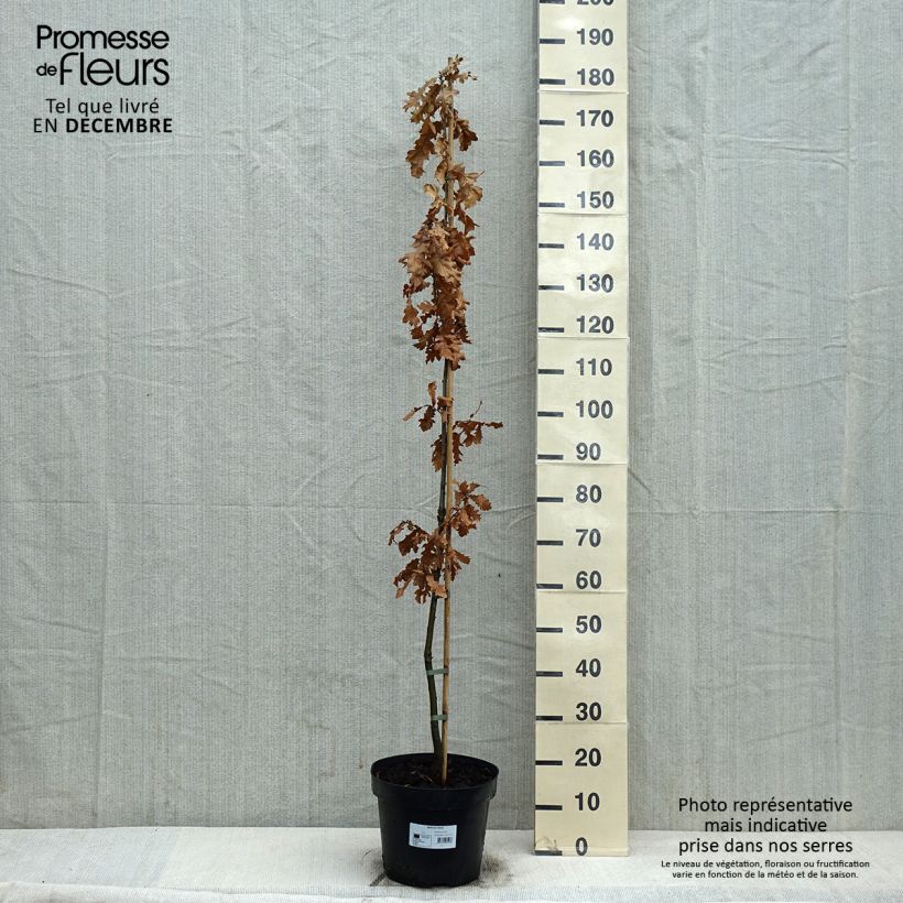 Spécimen de Quercus cerris - Chêne chevelu ou Chêne lombard Pot de 7,5L/10L tel que livré en hiver