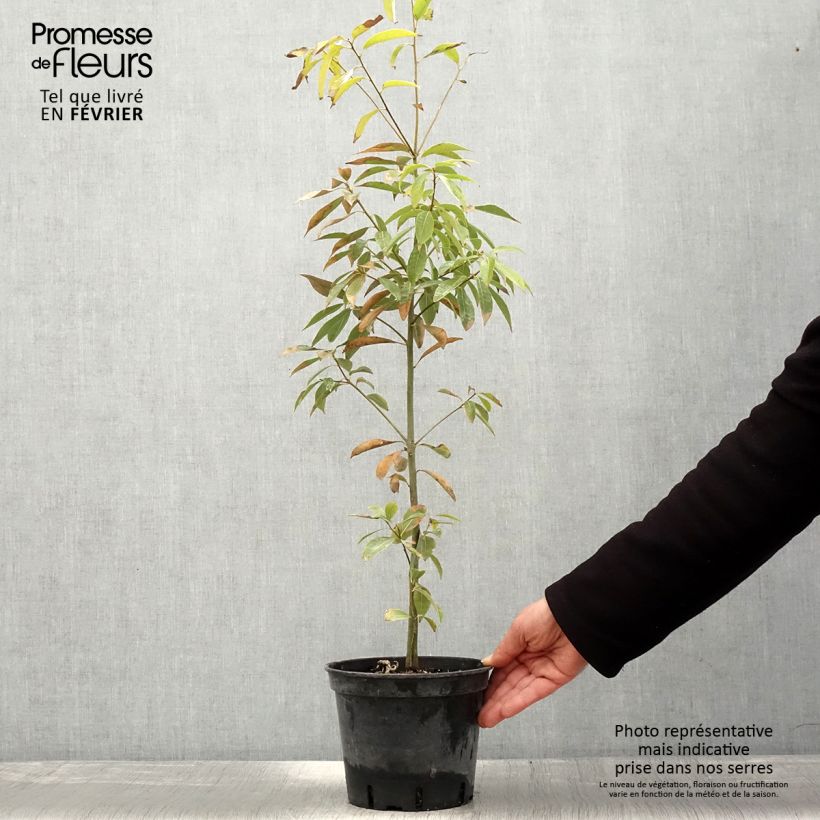 Spécimen de Quercus myrsinifolia - Chêne à feuilles de myrsine Pot de 3L/4L tel que livré en hiver