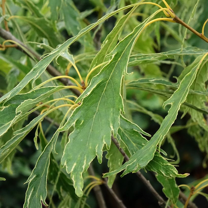 Quercus petraea Insecata - Chêne rouvre (Feuillage)
