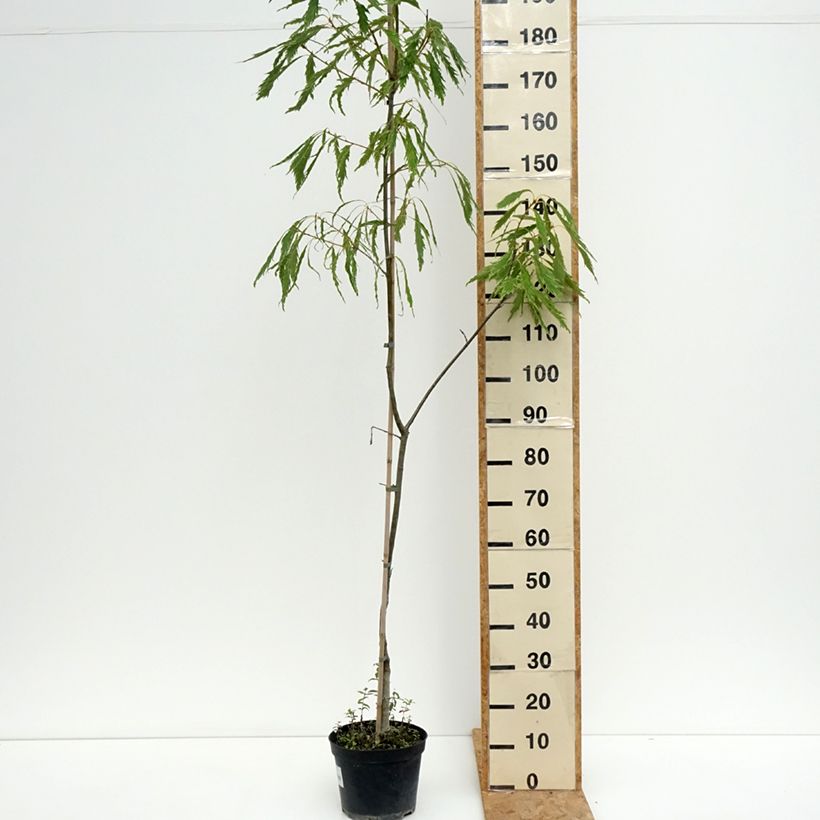 Spécimen de Quercus petraea Insecata - Chêne rouvre Pot de 4L/5L tel que livré en été