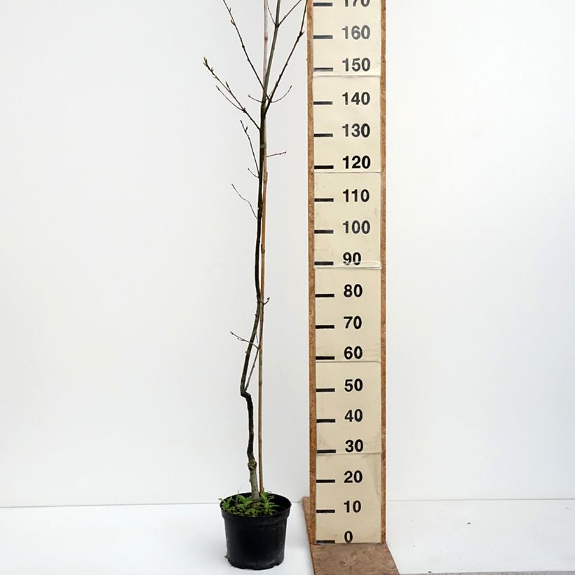 Spécimen de Quercus petraea Insecata - Chêne rouvre Pot de 4L/5L tel que livré au printemps