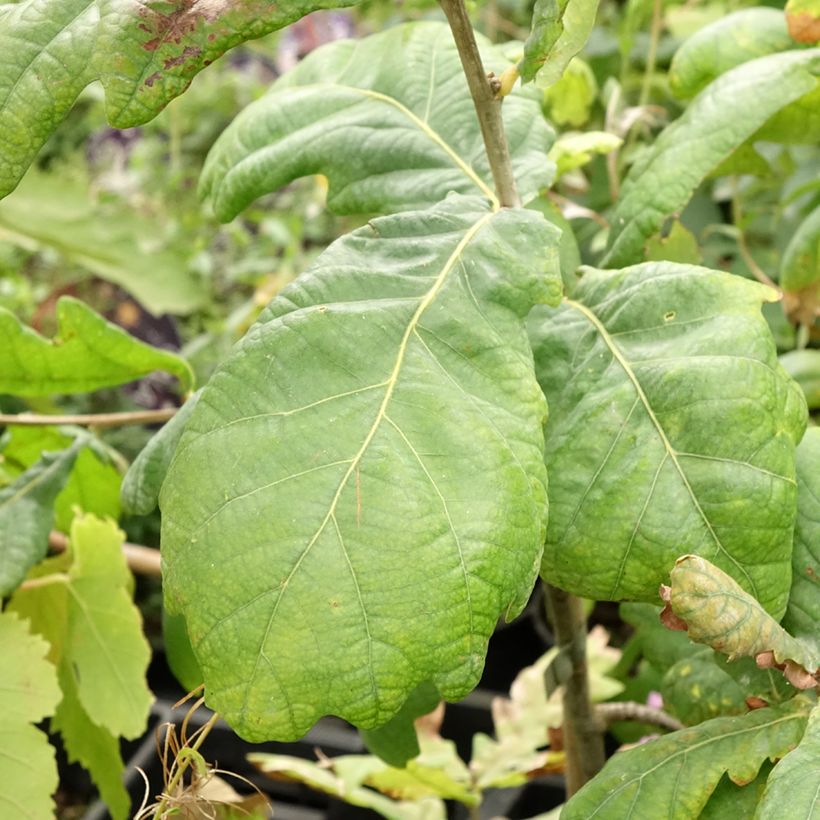 Quercus robur Cucullata - Chêne pédonculé (Feuillage)