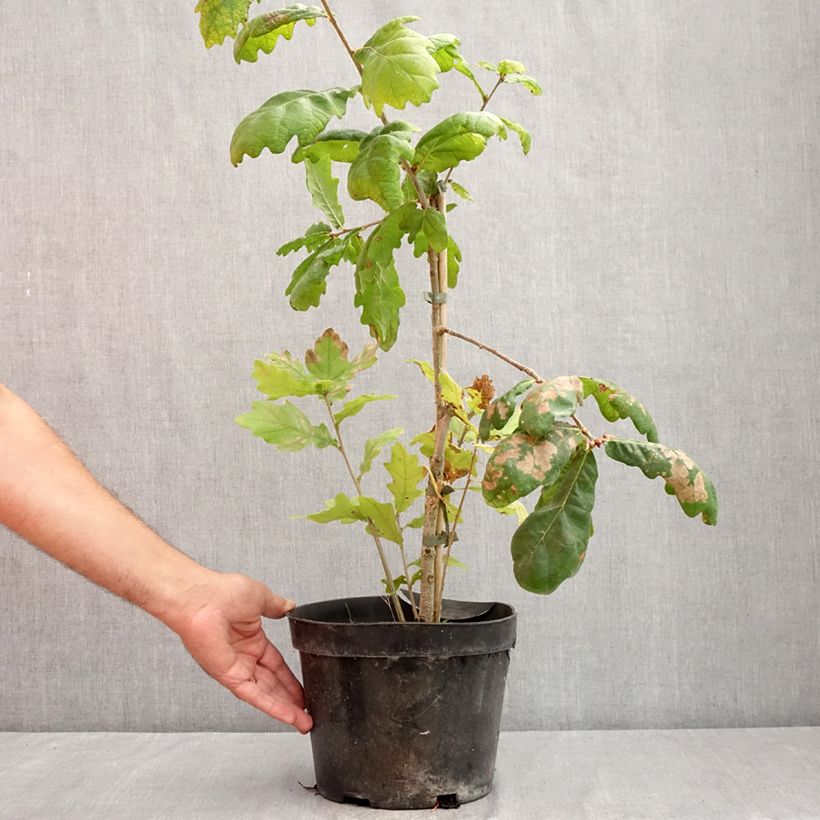 Spécimen de Quercus robur Cucullata - Chêne pédonculé Pot de 4L/5L tel que livré en été