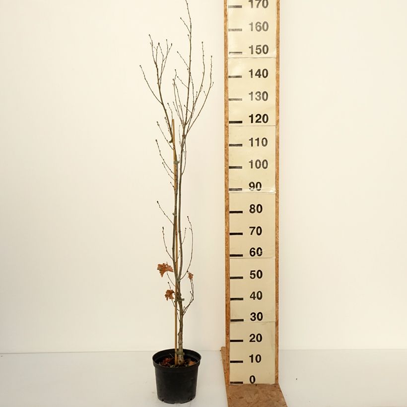 Spécimen de Quercus robur Facrist - Chêne pédonculé Pot de 4L/5L tel que livré en automne