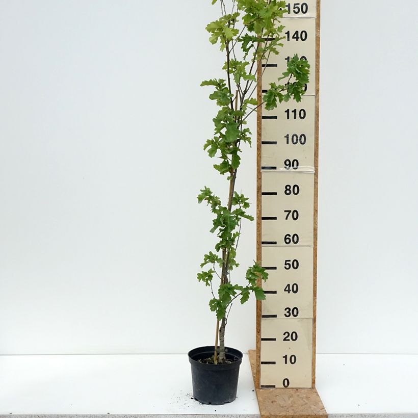 Spécimen de Quercus robur Facrist - Chêne pédonculé Pot de 4L/5L tel que livré en été