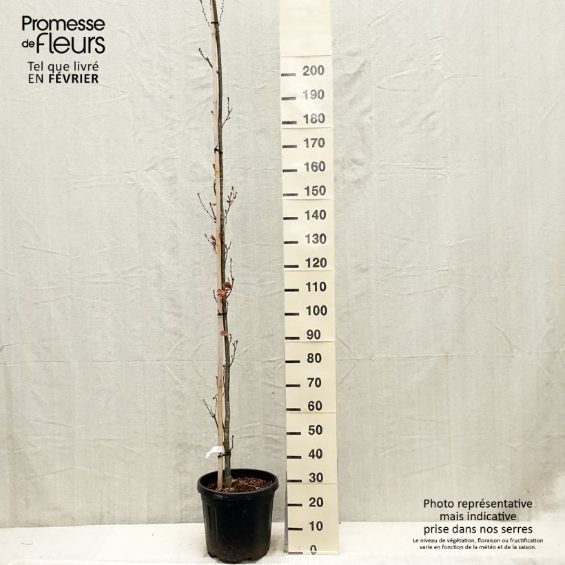 Spécimen de Quercus robur Fastigiata Koster - Chêne pédonculé fastigié Pot de 20L/25L tel que livré en hiver