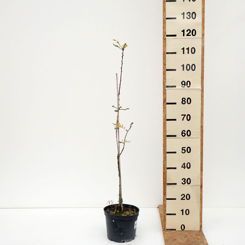 Spécimen de Quercus robur Pectinata - Chêne pédonculé Pot de 4L/5L tel que livré en automne