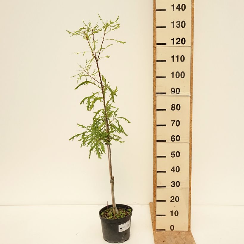 Spécimen de Quercus robur Pectinata - Chêne pédonculé Pot de 4L/5L tel que livré en été