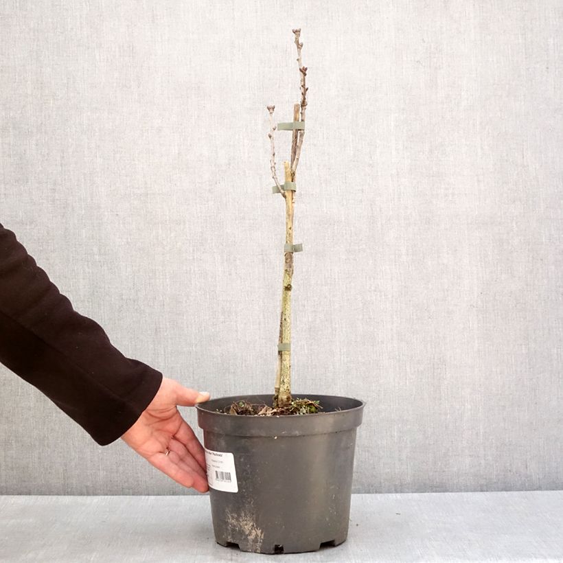 Spécimen de Quercus robur Pectinata - Chêne pédonculé Pot de 4L/5L tel que livré en hiver