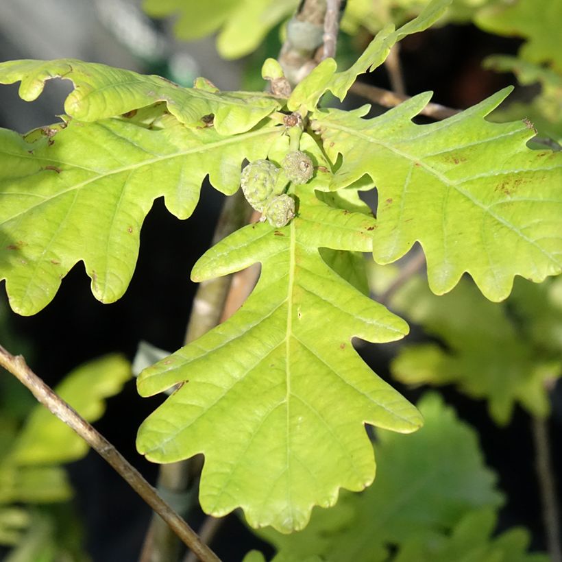Quercus robur Rita's Gold - Chêne pédonculé doré (Feuillage)