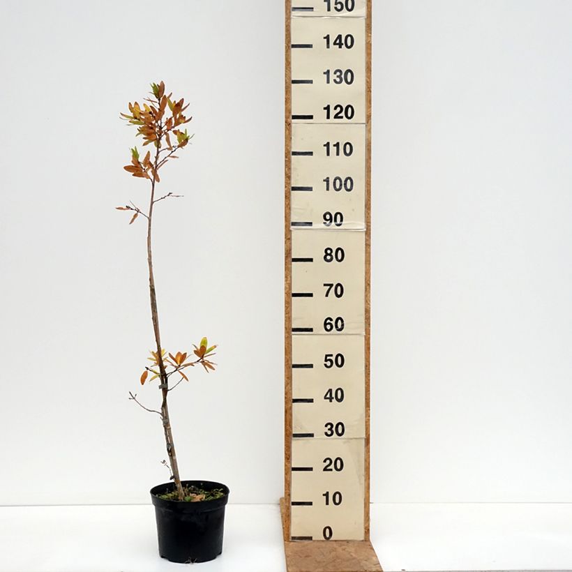 Spécimen de Quercus robur Salicifolia - Chêne pédonculé Pot de 4L/5L tel que livré en automne