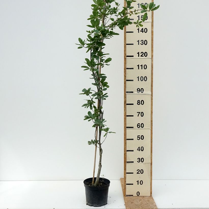 Spécimen de Quercus robur Strypemonde - Chêne pédonculé Pot de 4L/5L tel que livré en été