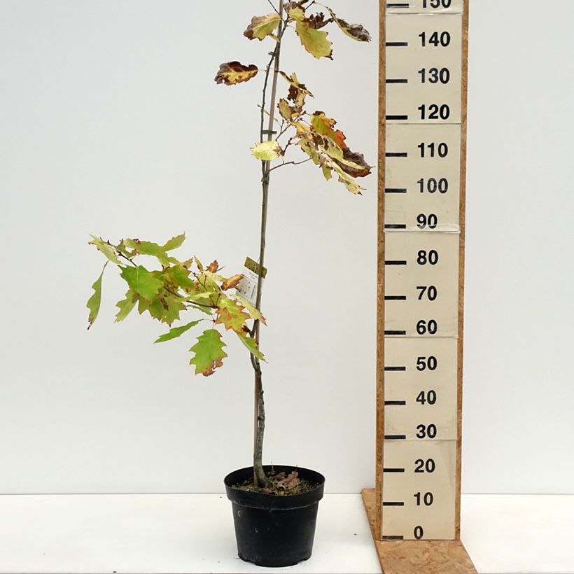 Spécimen de Quercus rubra Aurea - Chêne rouge d'Amérique doré Pot de 7,5L/10L tel que livré en automne