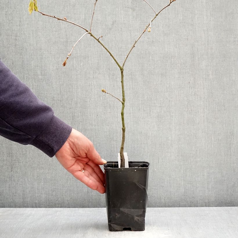 Spécimen de Quercus rubra - Chêne rouge d'Amérique Pot de 12 cm / 13 cm, Baliveau tel que livré au printemps