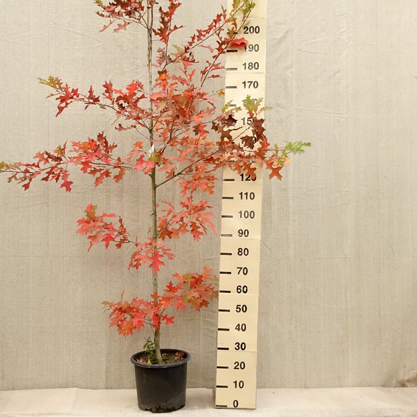 Spécimen de Quercus texana New Madrid - Chêne rouge du Texas Pot de 7,5L/10L tel que livré en automne