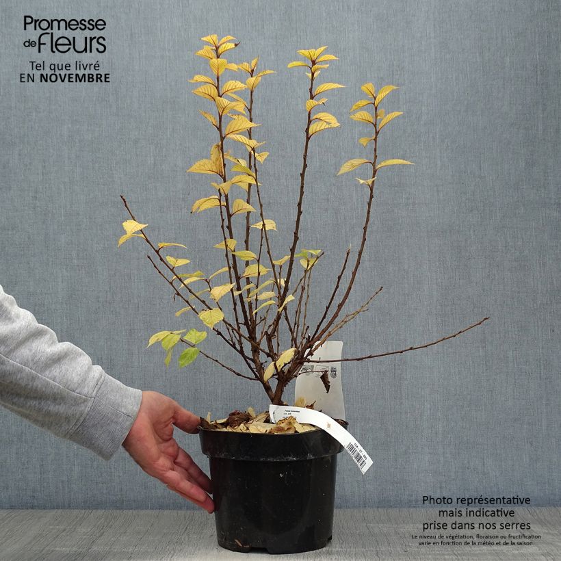 Spécimen de Ragouminier - Prunus tomentosa Pot de 2L/3L tel que livré en automne