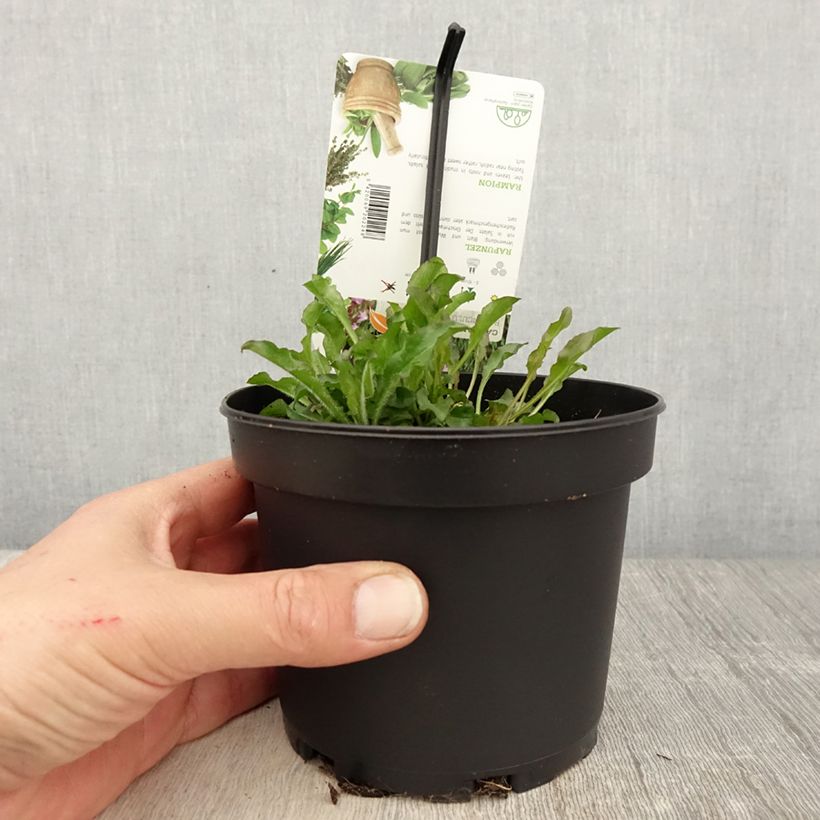 Spécimen de Raiponce - Campanula rapunculus Pot de 1,5L/2L tel que livré au printemps