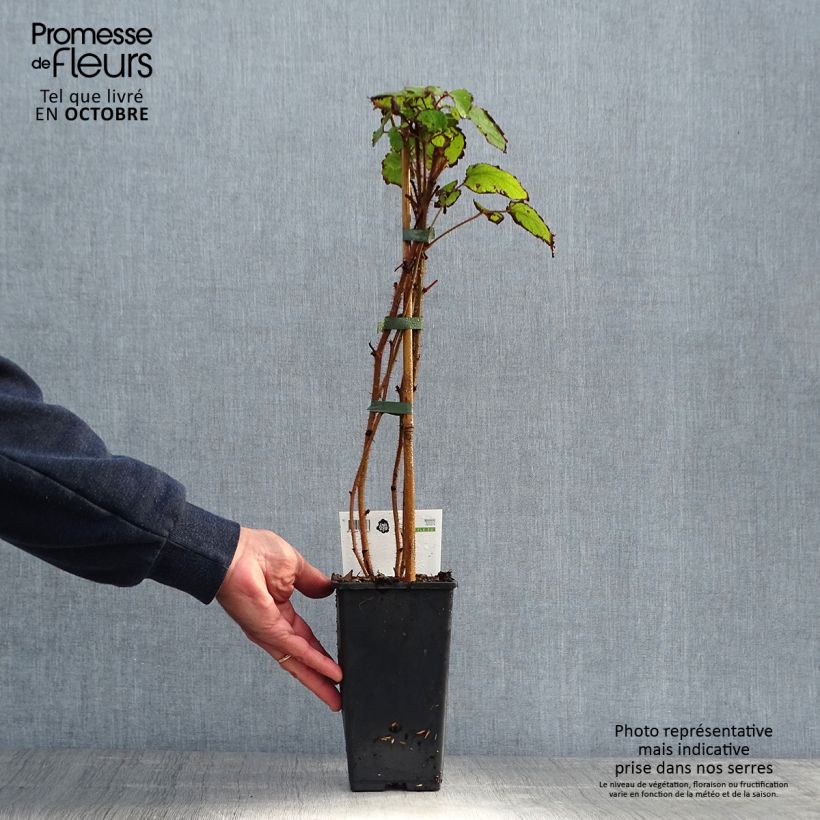 Spécimen de Raisin ou Mûrier du Japon - Rubus phoenicolasius Pot de 1,5L/2L, Touffe tel que livré en automne