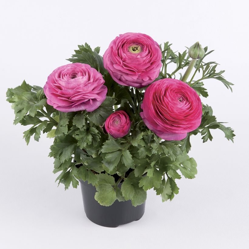 Renoncule des fleuristes Vortex F1 Hot Pink - Ranunculus hybrida (Port)