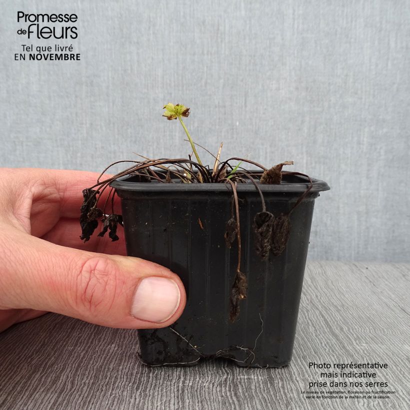 Spécimen de Ranunculus acris - Bouton d'or Godet de 7/8 cm tel que livré en automne