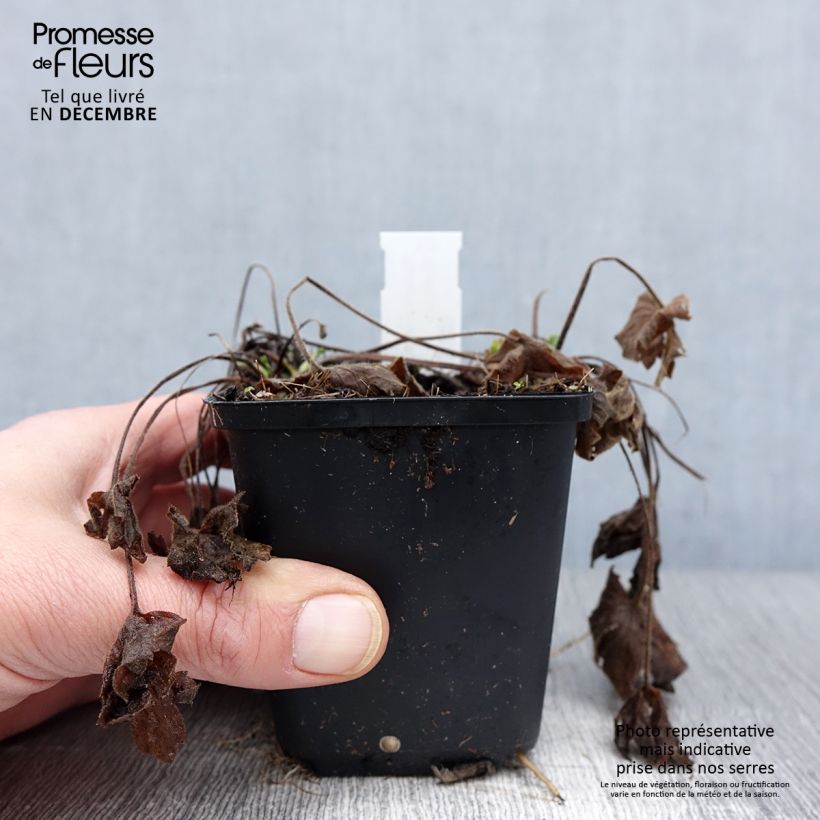 Spécimen de Ranunculus acris Multiplex - Bouton d'or Godet de 8/9 cm tel que livré en automne