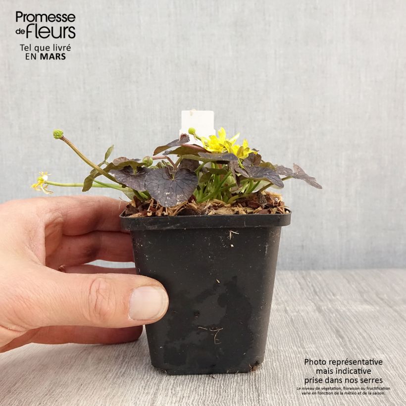 Spécimen de Ranunculus ficaria Brazen Hussy - Ficaire fausse-renoncule Godet de 8/9 cm tel que livré au printemps