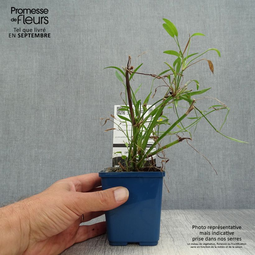 Spécimen de Ranunculus flammula - Renoncule flammette Godet de 8/9 cm tel que livré en automne