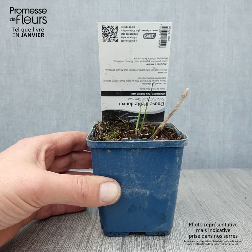 Spécimen de Ranunculus flammula - Renoncule flammette Godet de 8/9 cm tel que livré en hiver