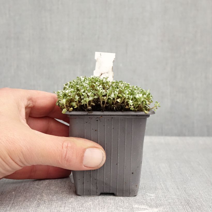 Spécimen de Raoulia australis - Mouton végétal Godet de 8/9 cm tel que livré en automne