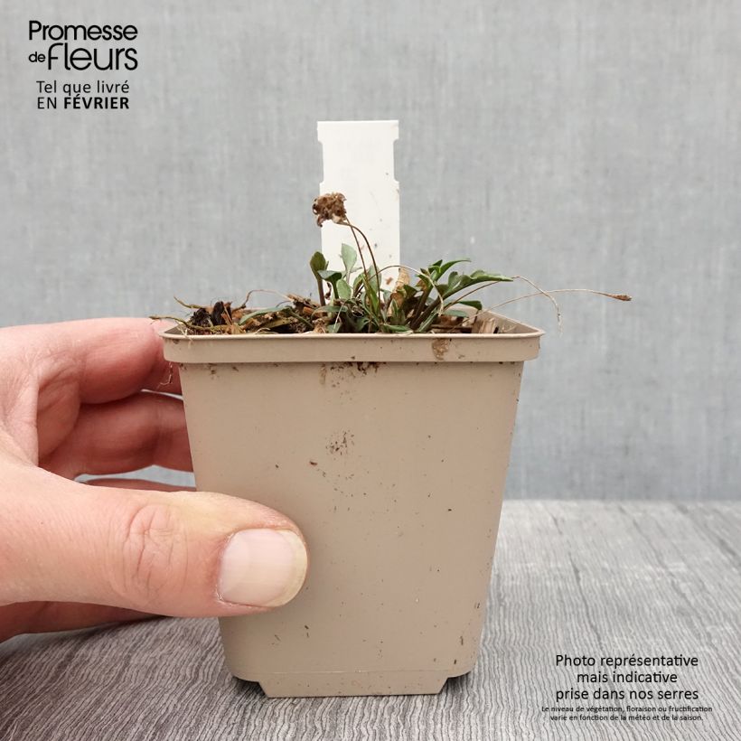 Spécimen de Ratibida pinnata - Vivace Godet de 8/9 cm tel que livré en hiver