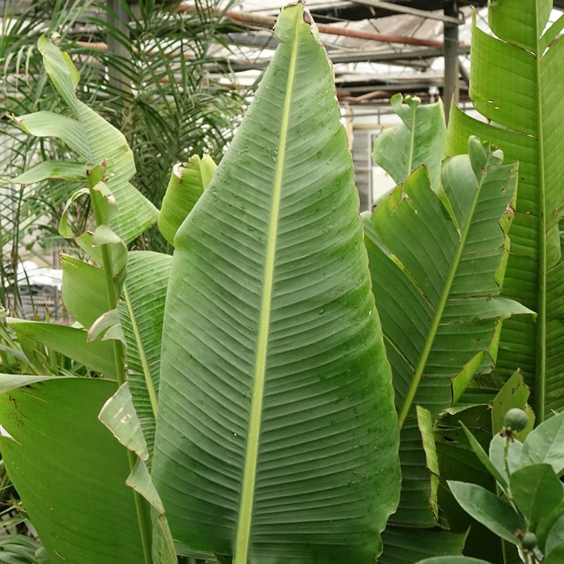 Ravenala madagascariensis - Arbre du voyageur (Feuillage)