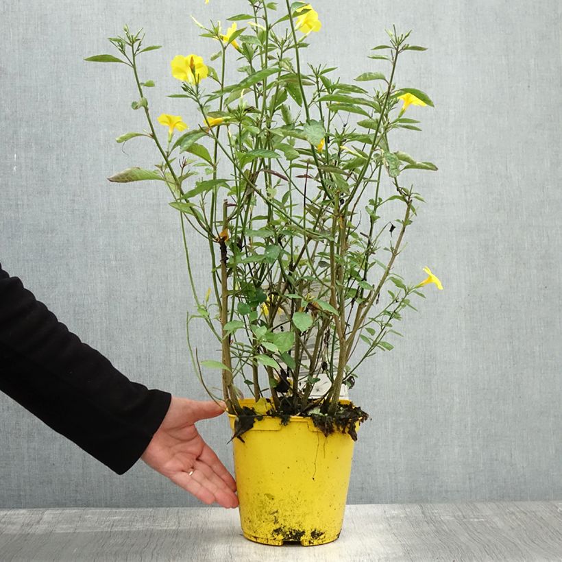 Spécimen de Reinwardtia indica - Lin jaune arbustif Pot de 4L/5L tel que livré en automne