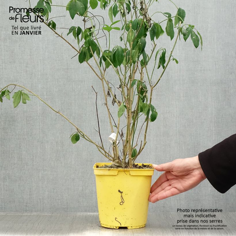 Spécimen de Reinwardtia indica - Lin jaune arbustif Pot de 4L/5L tel que livré en hiver