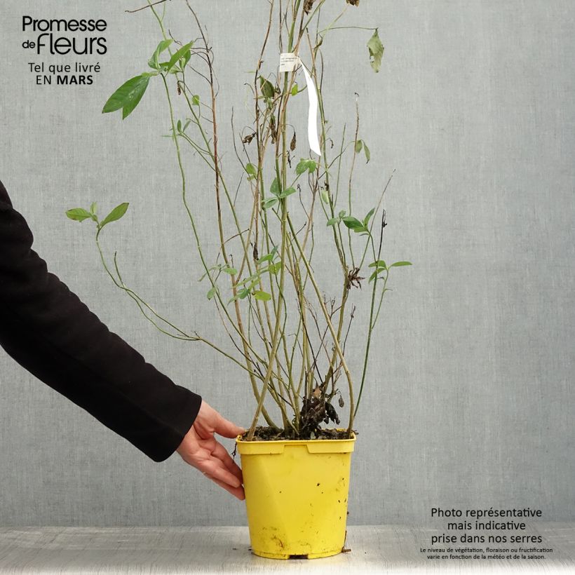 Spécimen de Reinwardtia indica - Lin jaune arbustif Pot de 4L/5L tel que livré au printemps