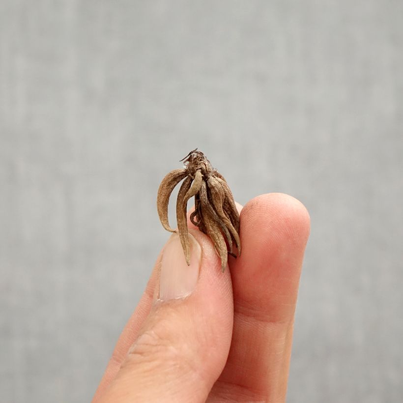 Spécimen de Renoncule asiatique double blanc bord rose Bulbe calibre 6+ tel que livré au printemps