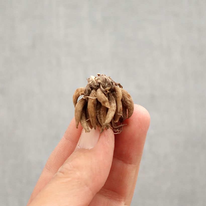 Spécimen de Renoncule asiatique double blanche Bulbe calibre 8+ tel que livré au printemps