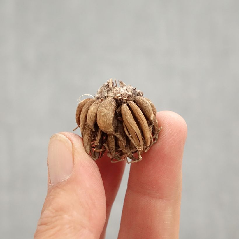 Spécimen de Renoncule asiatique double orange Bulbe calibre 8+ tel que livré au printemps