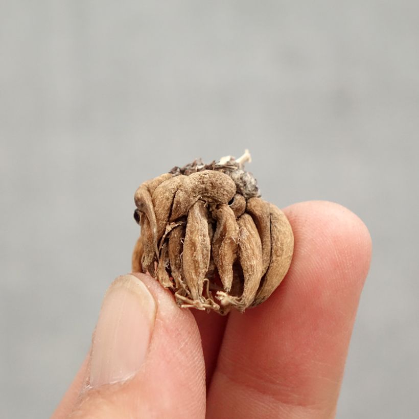 Spécimen de Renoncule asiatique en mélange  Bulbe calibre 8+ tel que livré au printemps