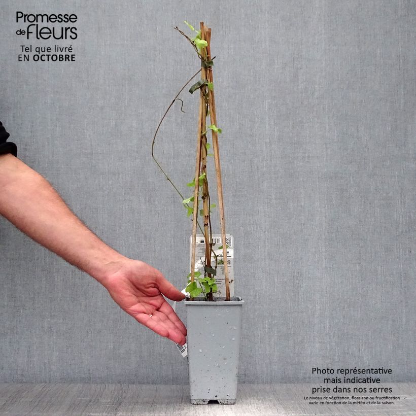 Spécimen de Renouée grimpante - Fallopia aubertii Pot de 2L/3L tel que livré en automne