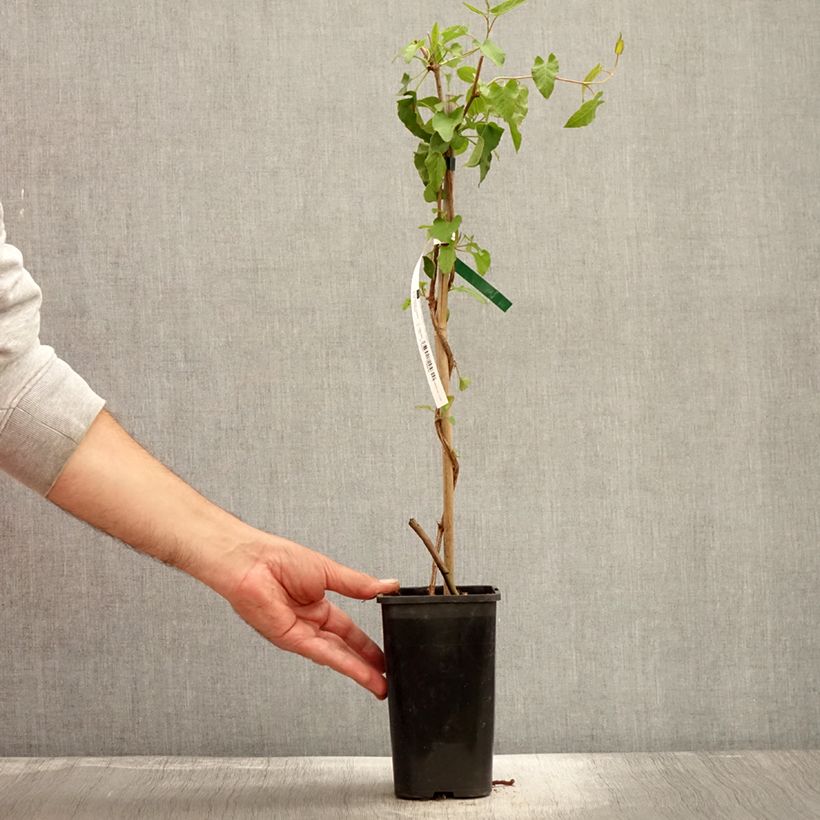 Spécimen de Renouée grimpante - Fallopia aubertii Pot de 1,5L/2L tel que livré en automne