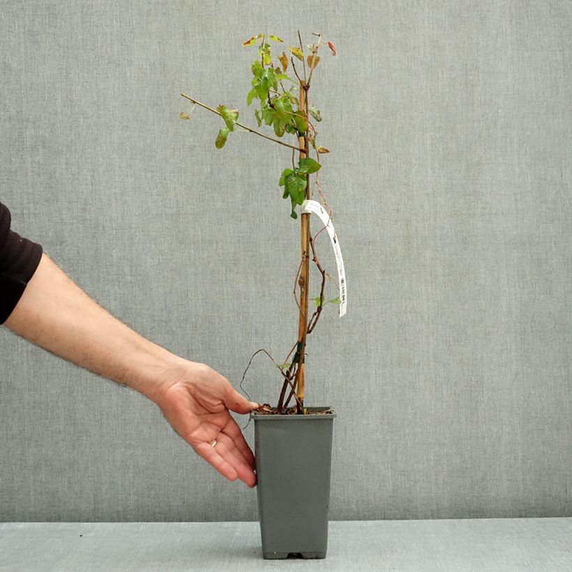 Spécimen de Renouée grimpante - Fallopia aubertii Summer Sunshine  Pot de 1,5L/2L tel que livré en automne