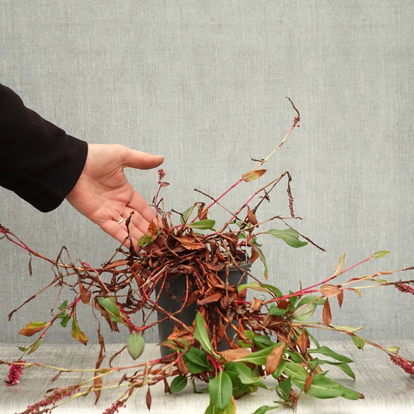 Spécimen de Renouée - Persicaria affinis Darjeeling Red Pot de 2L/3L tel que livré en automne