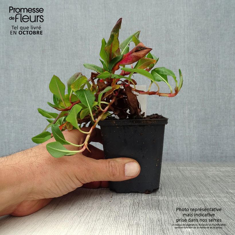 Spécimen de Renouée - Persicaria affinis Donald Lowndes Godet de 8/9 cm tel que livré en automne
