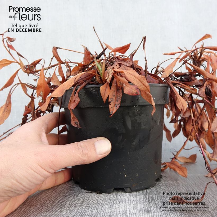Spécimen de Renouée - Persicaria affinis Kabouter Pot de 2L/3L tel que livré en automne