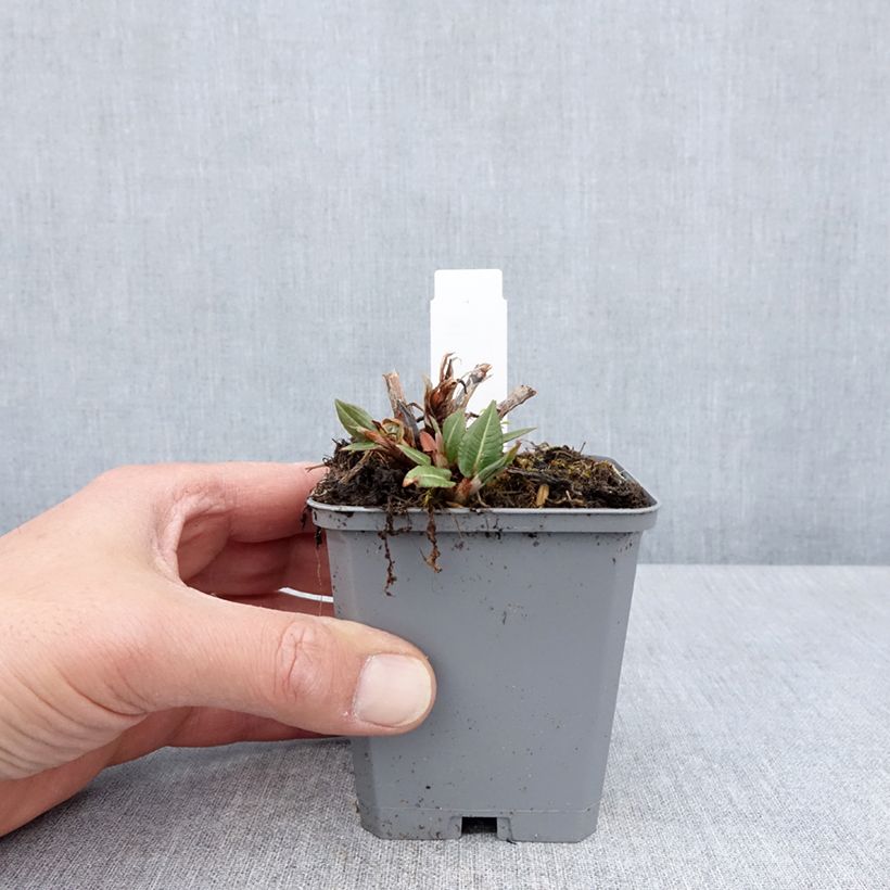 Spécimen de Renouée - Persicaria amplexicaulis Amethyst Summer Godet de 8/9 cm tel que livré au printemps