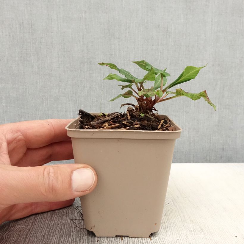 Spécimen de Renouée - Persicaria amplexicaulis Black Dreams Godet de 8/9 cm tel que livré au printemps