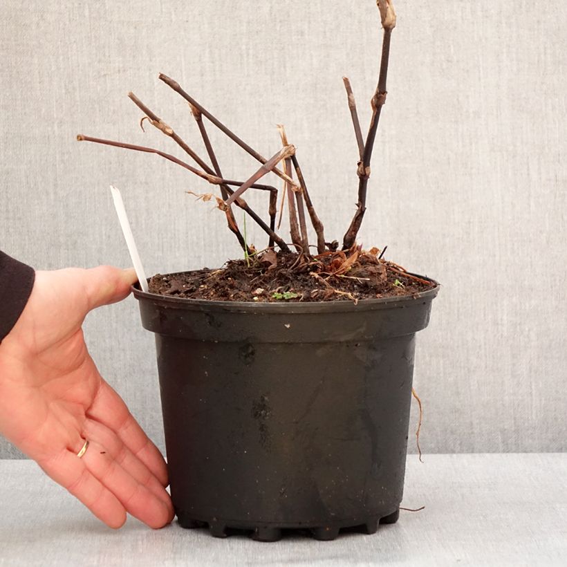 Spécimen de Renouée - Persicaria amplexicaulis Blackfield Pot de 2L/3L tel que livré en hiver