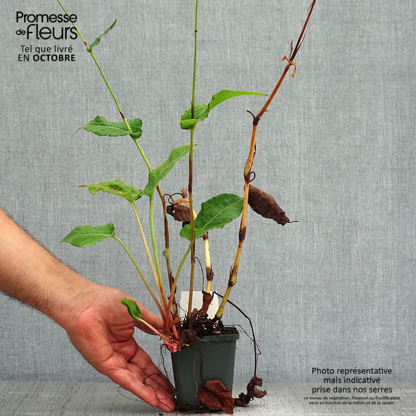 Spécimen de Renouée - Persicaria amplexicaulis Fat Domino Godet de 8/9 cm tel que livré en automne